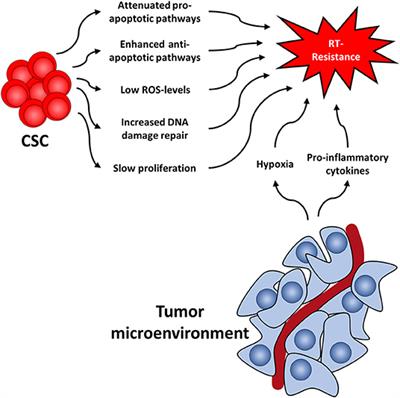 Frontiers | The Role Of Cancer Stem Cells In Radiation Resistance